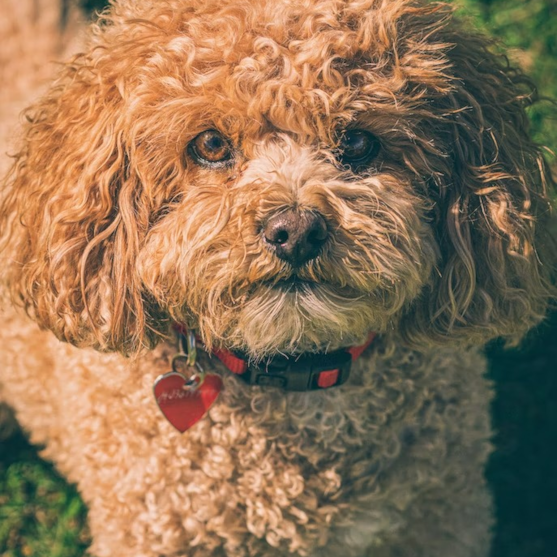 Fluffy Cockapoo dog